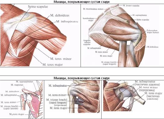 Плечевые связки. Мышцы и связки плеча анатомия. Мышцы плечевого сустава человека и связки анатомия. Мышцы и сухожилия плечевой сустав анатомия. Строение плечевого сустава человека связки и сухожилия мышцы.