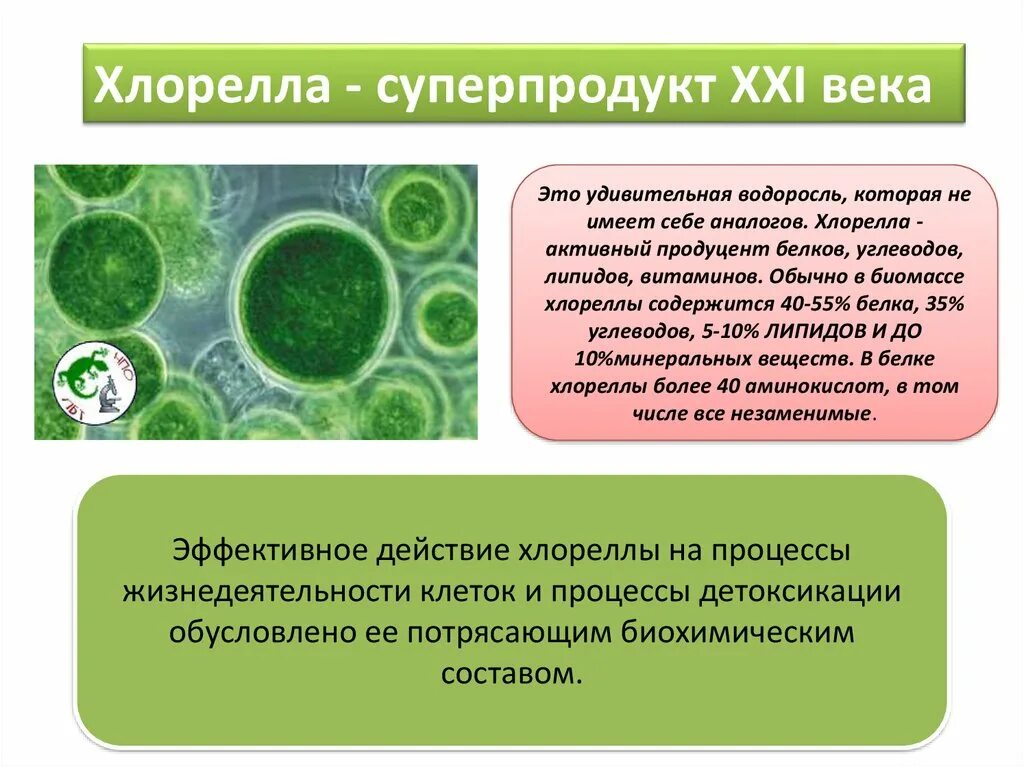 Хлорелла какая группа организмов