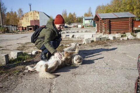Приют псков