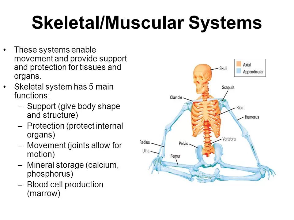 Support given by. Movement System. Body Systems and skeletal System. Human Movement Systems. Костная система презентация.