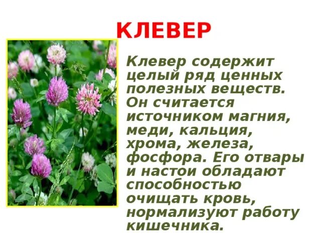 Растения в домашней аптечке окружающий мир. Лекарственные травы в домашней аптечке. Лечебные растения в домашней аптечке. Пасоение в домашней аптечке. Растения в домашней аптечке 2