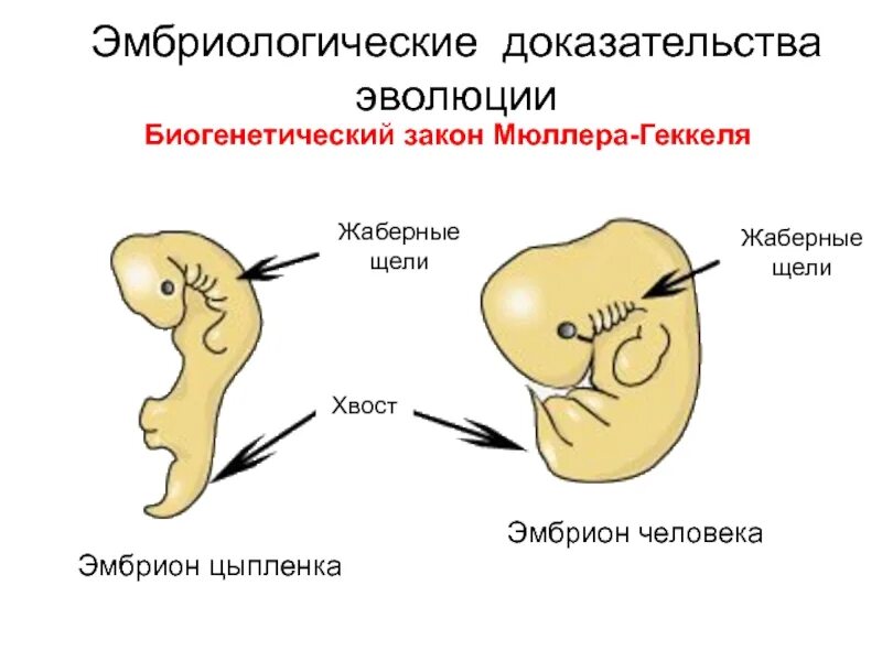 Онтогенез позвоночных закон геккеля. Закон Геккеля-Мюллера. Биогенетический закон Геккеля Мюллера. Эмбриологические доказательства эволюции. Эмбриологические доказательства биогенетический закон.