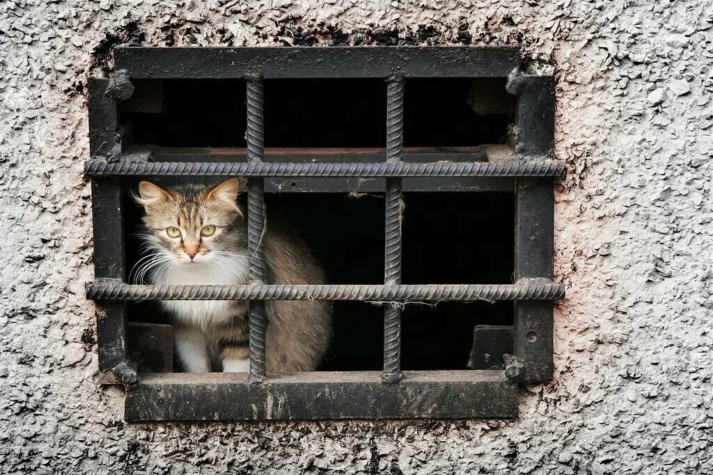 Сижу под решеткой. Кот за решеткой.