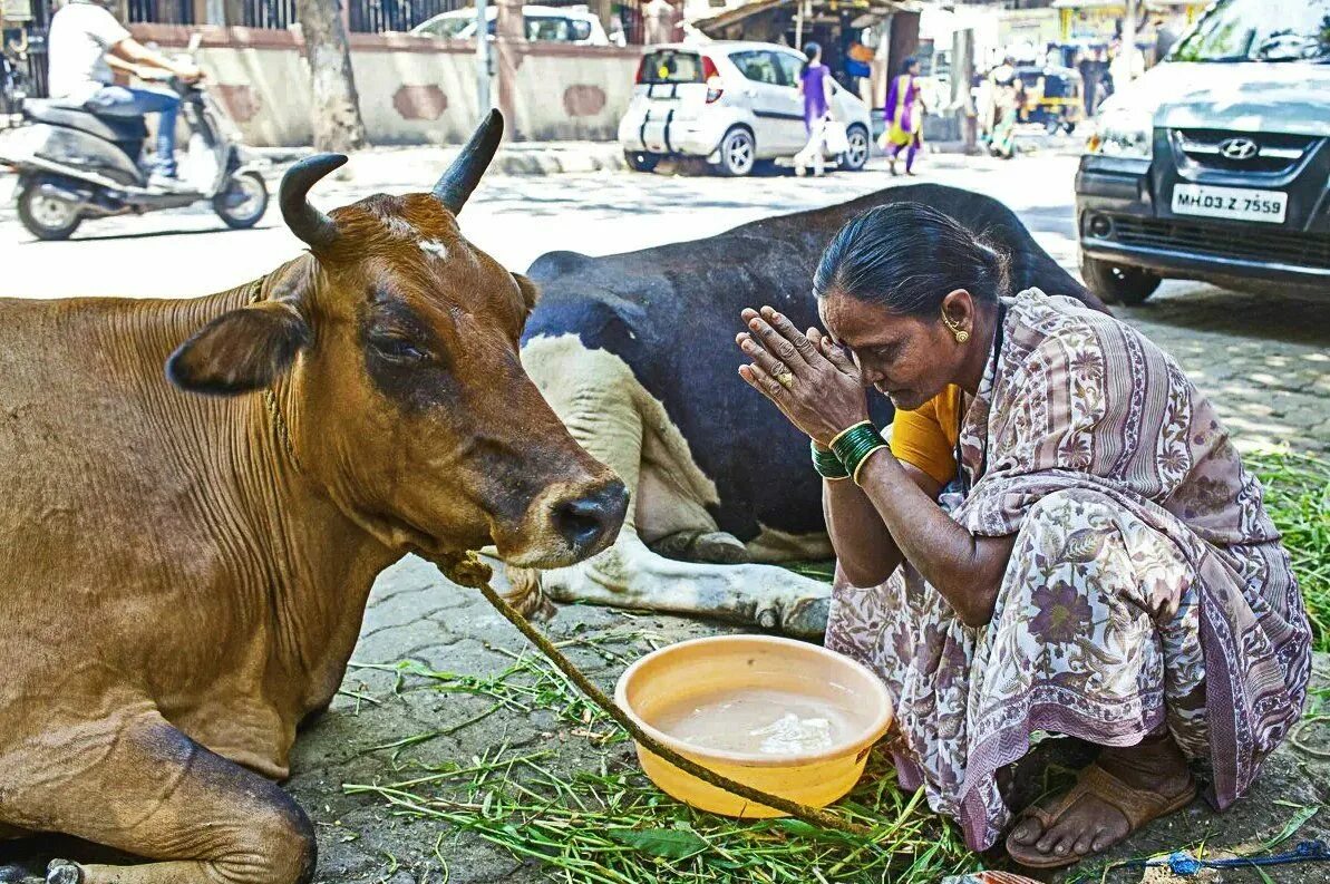 Корова священное животное в индии. Культ коровы в индии. Священное животное в индии. Корова в индуизме. Каких животных едят в индии.