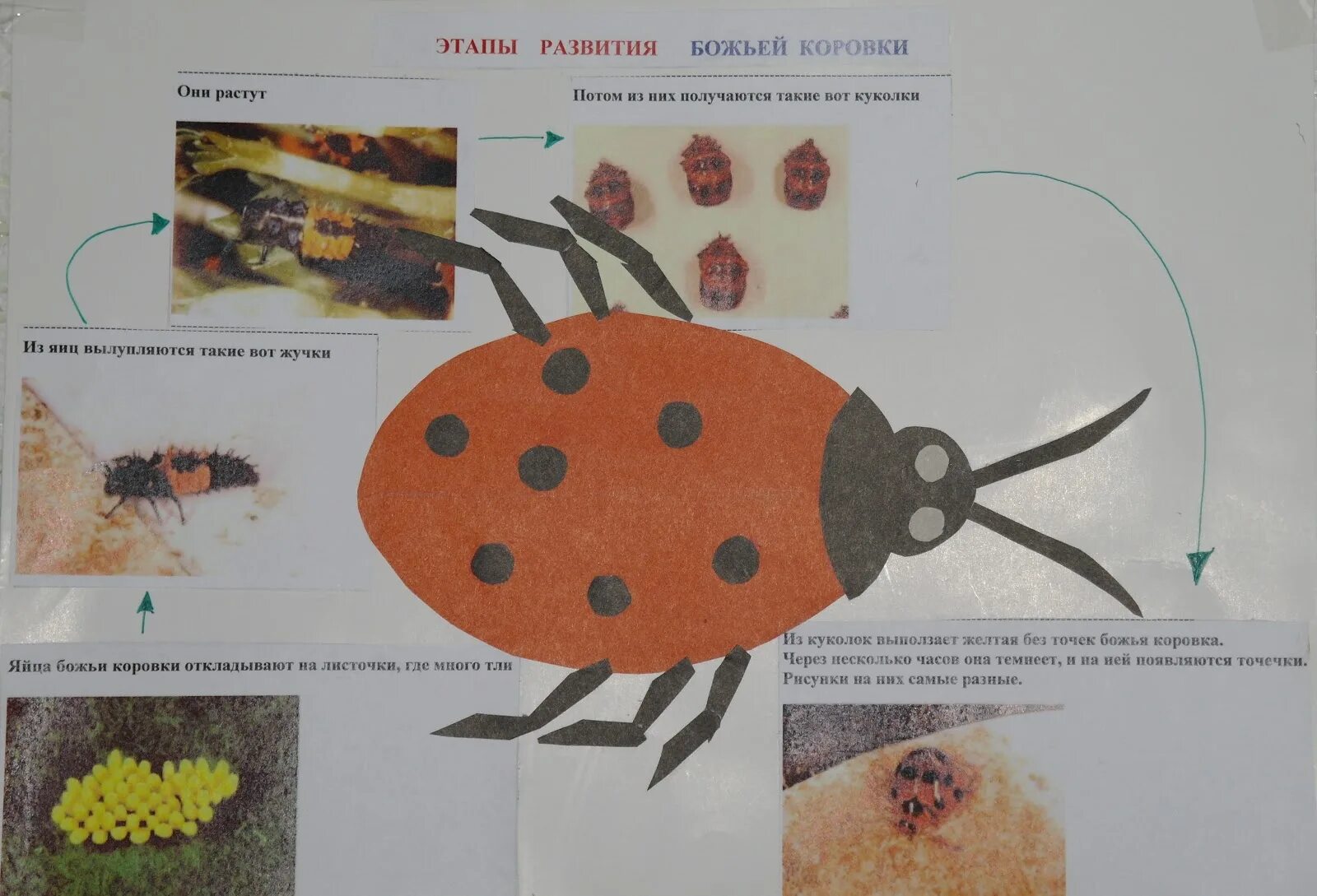 Какое развитие у божьей коровки. Цикл развития Божьей коровки. Стадии развития Божьей коровки. Этапы развития Божьей коровки. Как развивается Божья коровка.
