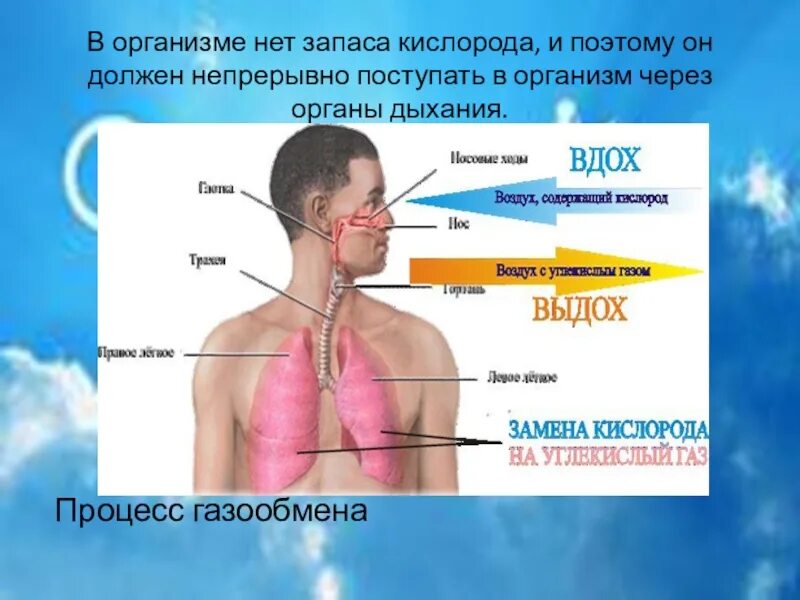 Поступление кислорода. Кислород в организме человека. поступление кислорода в организм. путь кислорода в организме человека. поступление кислродав организм.