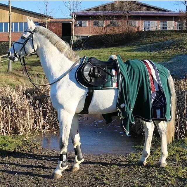 Зелёный конь. Арабский скакун. Emerald horse. Итальянский сель порода лошадей. Игра про ранчо с лошадьми.