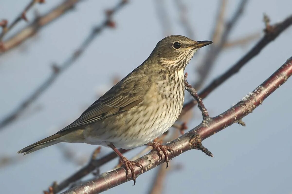 Дрозд Бикнелла. Чернозобый Дрозд птенец. Серый Дрозд (Grey Catbird). Чернозобый Дрозд в Сибири.