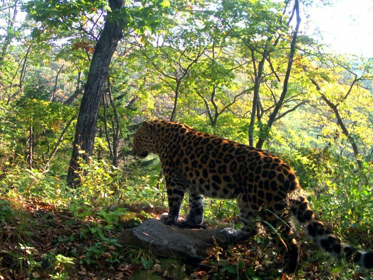 Хасанский район приморский край леопард. Заповедники приморского края земля леопарда. Дальневосточный леопард национальный парк земля леопарда. Дальневосточный леопард кедровая падь. Заповедники приморского края земля леопарда.
