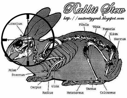 Строение кролика