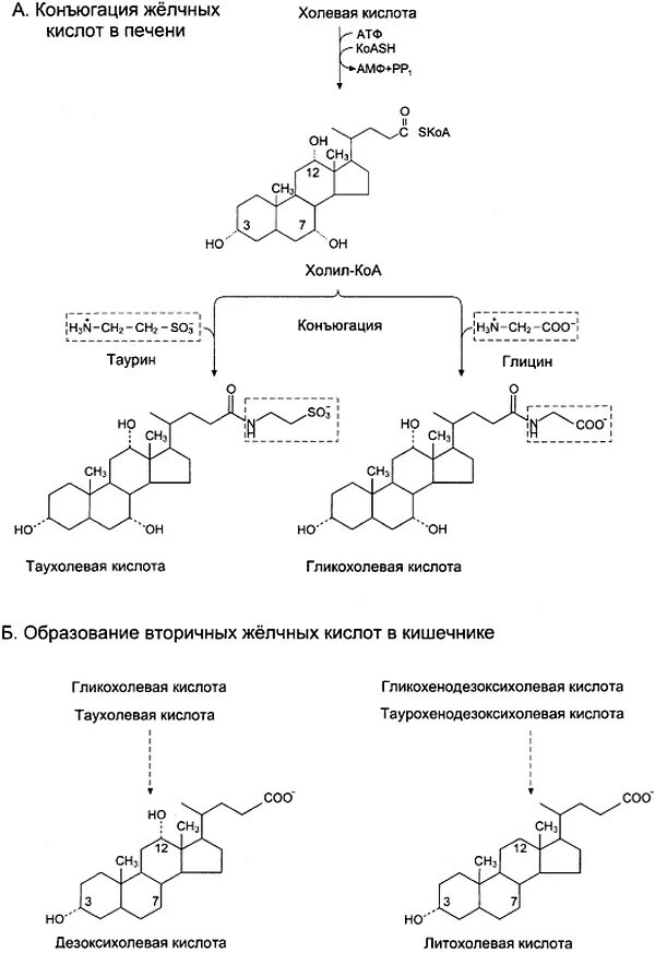 Синтез желчных кислот из холестерина биохимия. Синтез холевой кислоты из холестерола. Формулы желчных кислот биохимия. Синтез желчных кислот из холестерина. Регуляция процесса.. Желчные кислоты печени