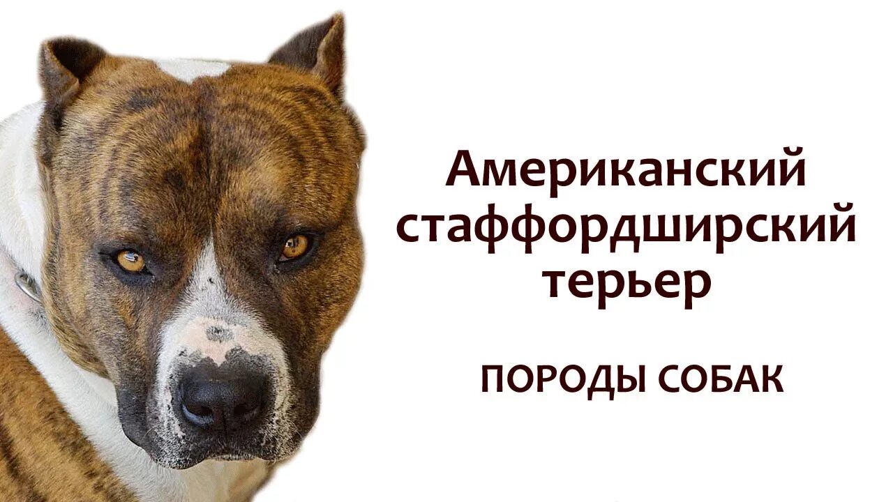 Проект 6 класс стаффордширский терьер инфоурок Nany dog Staffordšírsky bullteriér Modrý koník