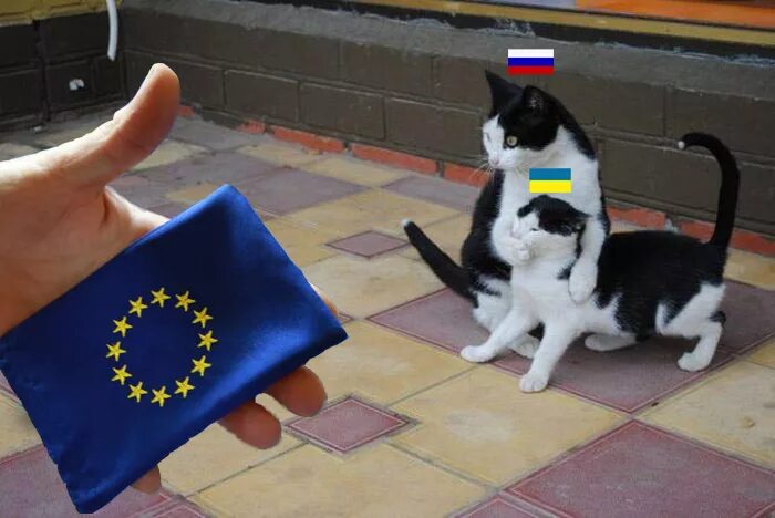 Кот с российским флагом. Кошка с российским флагом. Флаг с котом. Коты с флагом России. Кот украинец