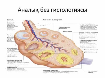 Об қонақ үйіндегі жезөкшелер