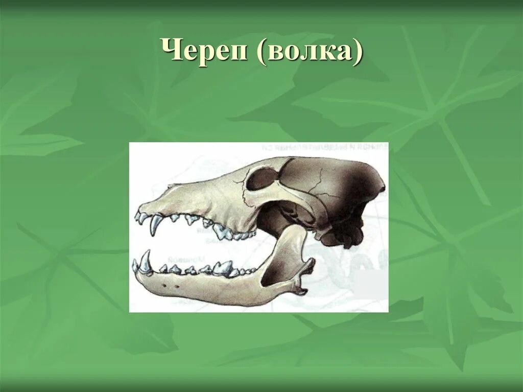 Класс млекопитающие череп. Череп млекопитающих. строение черепа волка. черепа млекопитающих по отрядам.