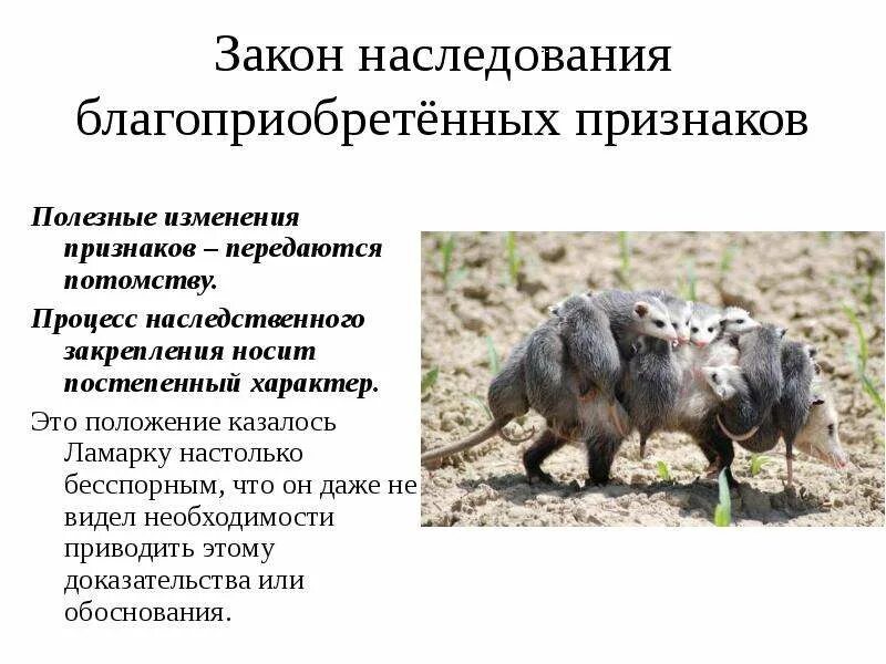 Приобретенные признаки наследуются. Первый и второй закон ламарка. Первые эволюционные концепции. Закон упражнения органов ламарка. Закон наследования приобретенных признаков.