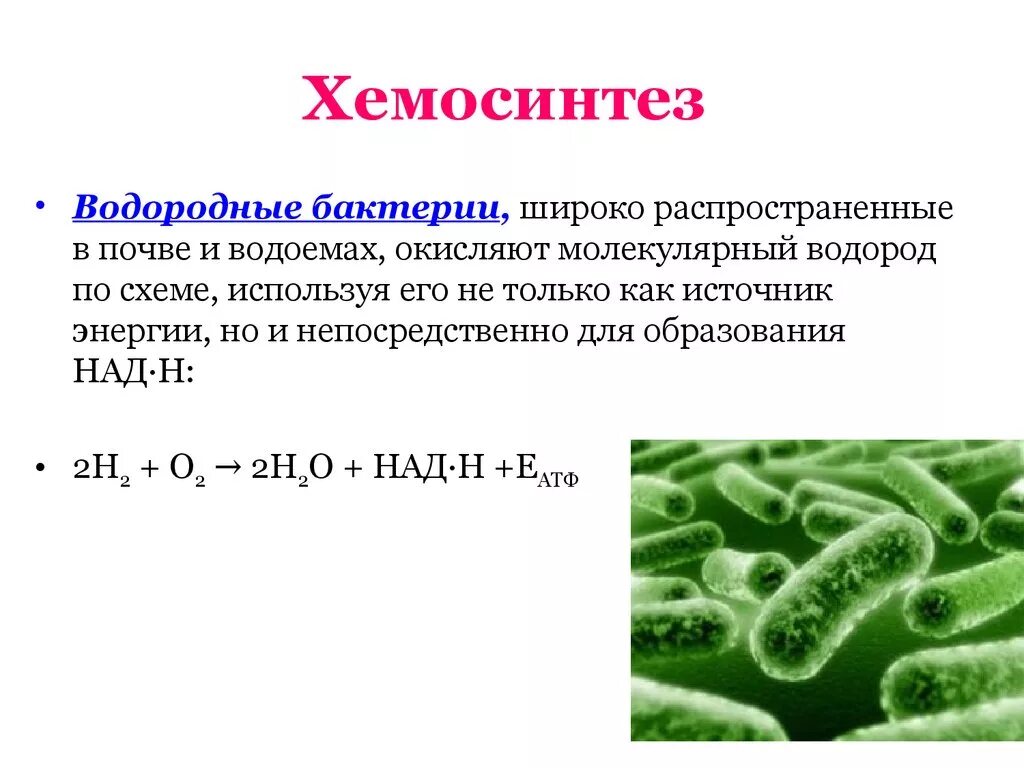К хемосинтезирующим бактериям относят. Хемосинтетики железобактерии. Водородные бактерии хемосинтетики. Хемосинтез нитрифицирующих бактерий. Хемосинтетики и хемотрофы.