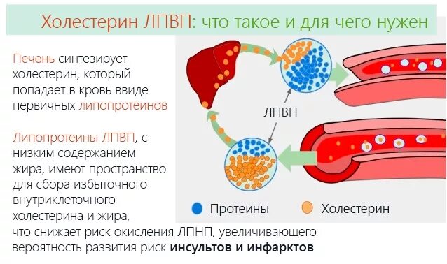 Холестерин липопротеинов низкой высокой плотности. Холестерина липопротеинов высокой плотности (ЛПВП);. Холестерин высокой и низкой плотности что это такое. Холестерин высокой плотности 1.79. Повышен холестерин лпнп в крови у мужчин