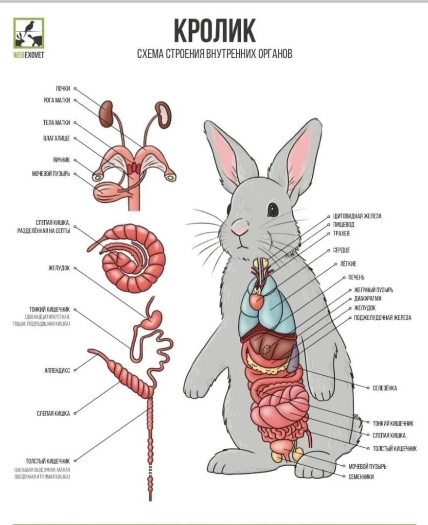 Расположение внутренних органов кролика. Строение кролика внутренние органы. Анатомия кролика органы. Пищеварительная система кролика схема. Внутреннее строение кролика