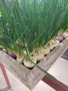 Лучший севок для зелени