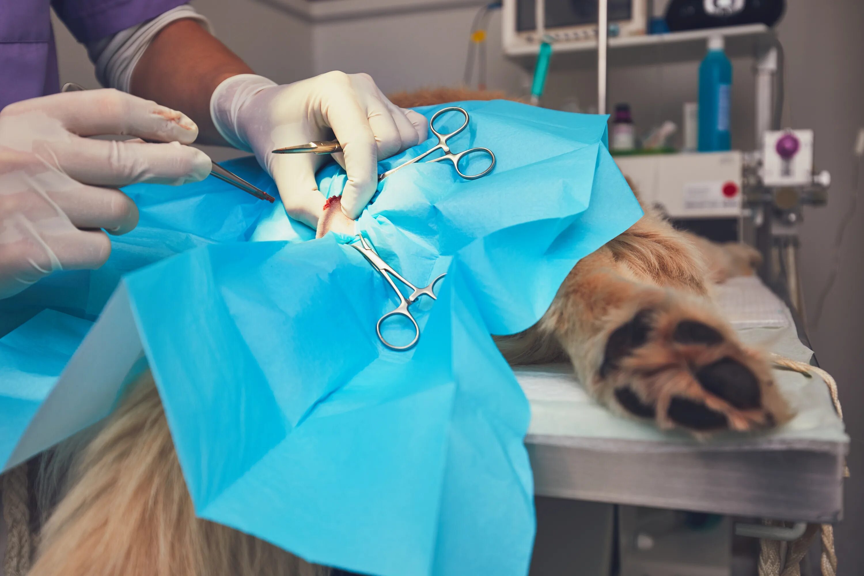 Собака перед операцией. Ветеринарная операция.