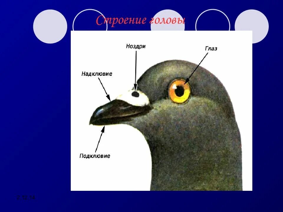 Строение птицы. Класс птицы строение. Внешнее строение птиц. Голова птицы биология.