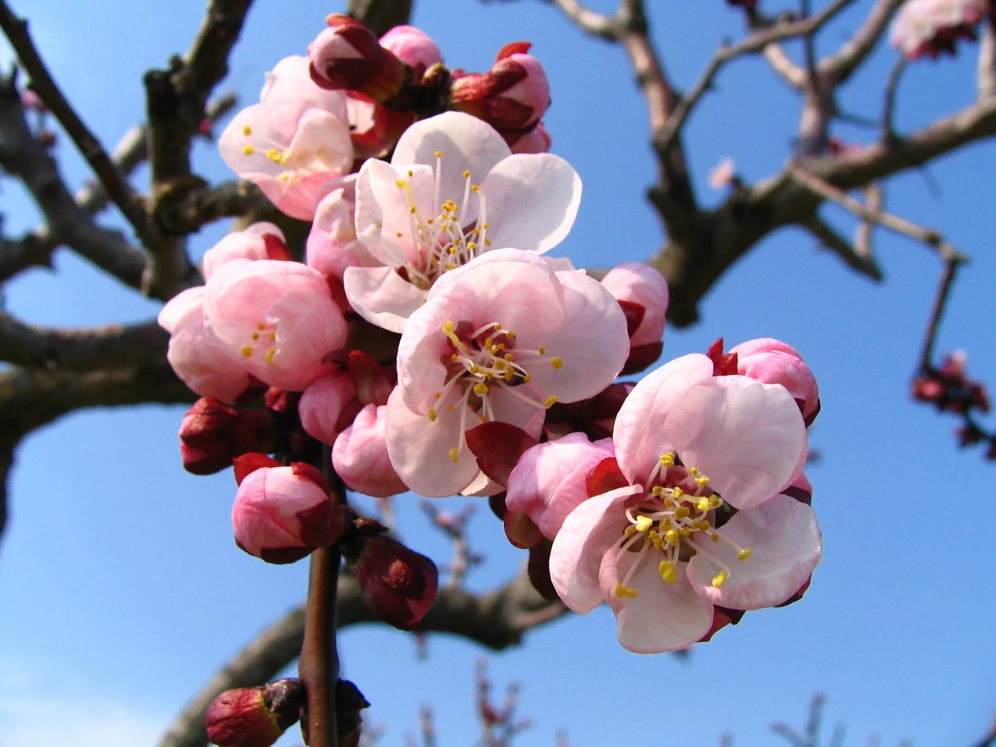 Зацвели цветы. Вишня розовоцветущая. Японская слива цветение. Черешня дерево цветение. Японская черешня дерево.