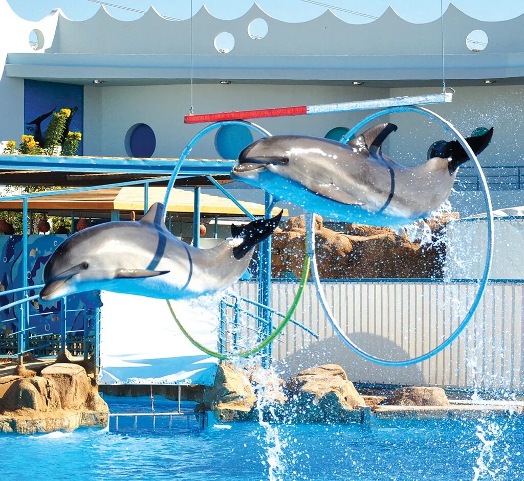 Дельфинарий ростов на дону расписание 2024. Dolphin show Hurghada. Дельфинарий Хургада. Ашхабад парк дельфинарий. Дельфинарий игрушка.