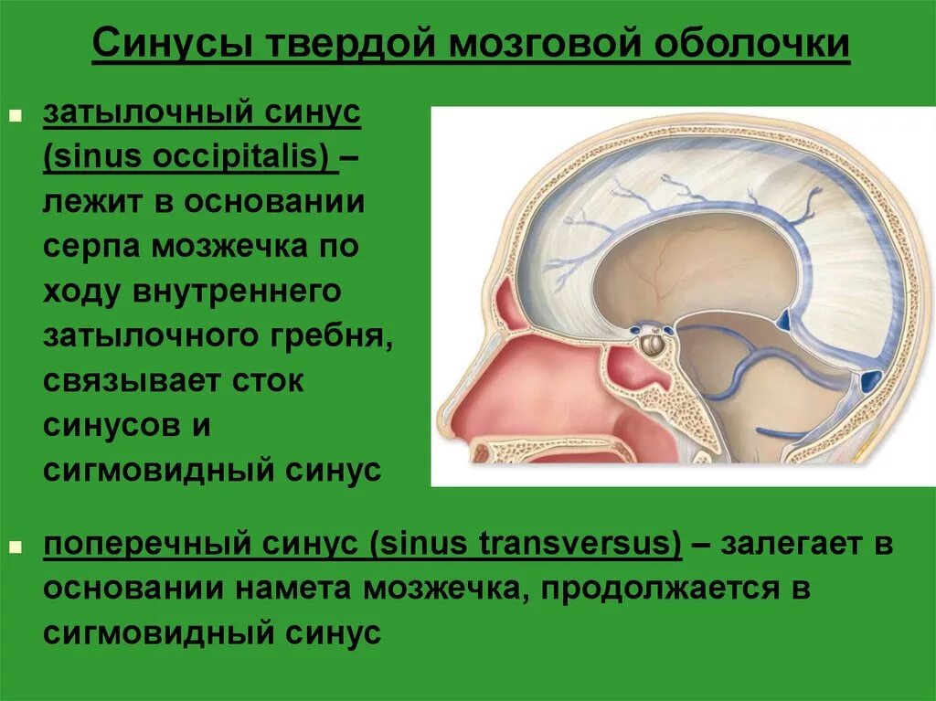 Синус оболочки мозга