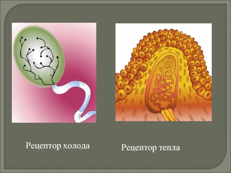 Холодовые рецепторы. Тепловые и холодовые рецепторы. Температурные рецепторы кожи. Рецепторы (тепловые и холодовые терморецепторы);.