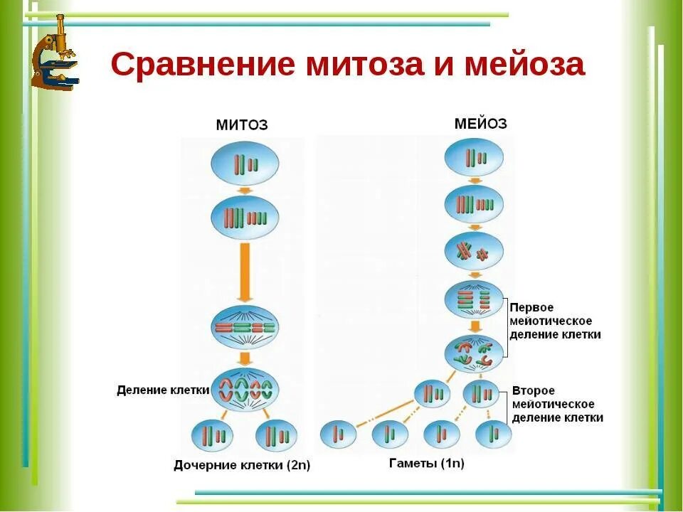 Укажите основные отличия мейоза от митоза 9. Митоз и мейоз таблица. Схема различий митоза и мейоза. Размножение митоза и мейоза схема. Сравнение митоза и мейоза схема.