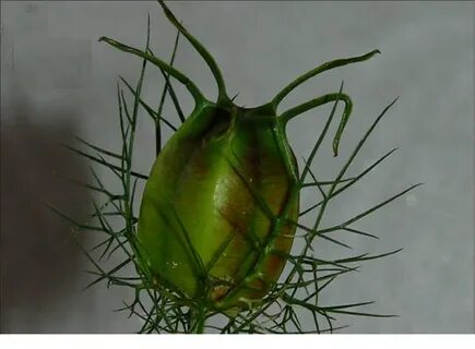 Придумай и нарисуй фантастическое культурное растение