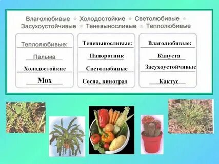 Растения по разному относятся к теплу