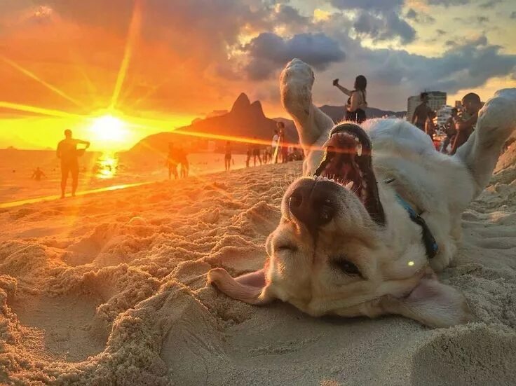 Самого невероятного доброго утра. Позитивные картинки. Солнце и животные. Собака на солнце. Яркие моменты жизни.