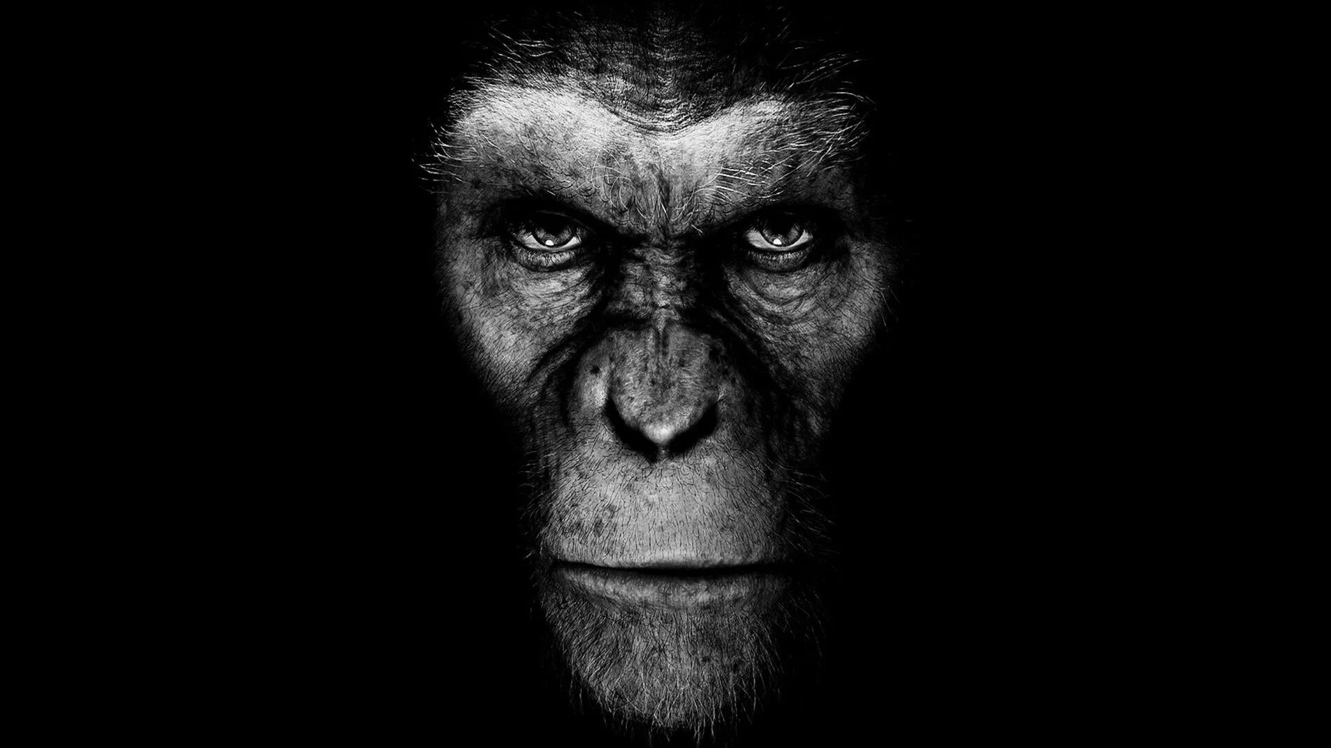 Unknown Title Funny monkey pictures, Monkey pictures, Monkeys funny