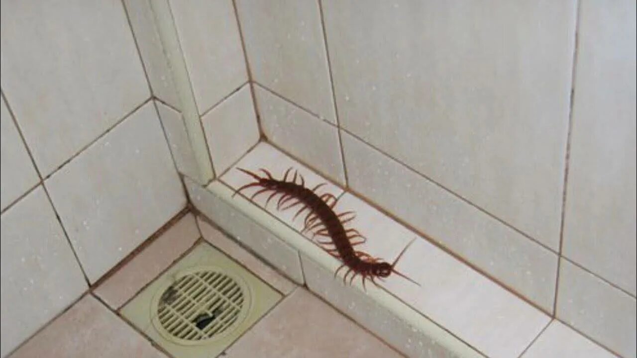 укус сколопендра кольчатая. обыкновенная мухоловка многоножка. сороконожки заползли. обыкновенная мухоловка многоножка. укус сколопендра кольчатая.