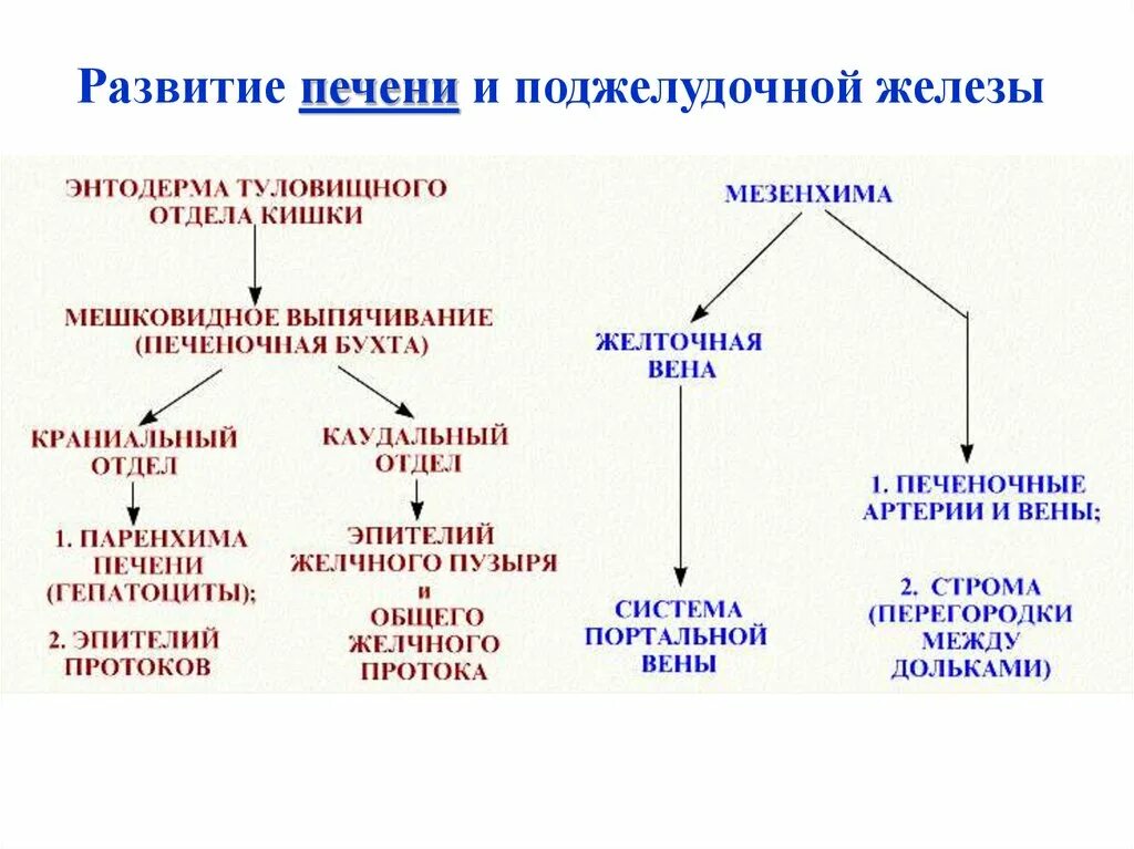 Эпителий печени и поджелудочной железы. Эмбриональные источники развития печени. Источник развития поджелудочной железы. Источники развития печени гистология. Эмбриональное развитие печени.