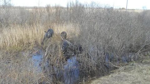 Улетел в болото
