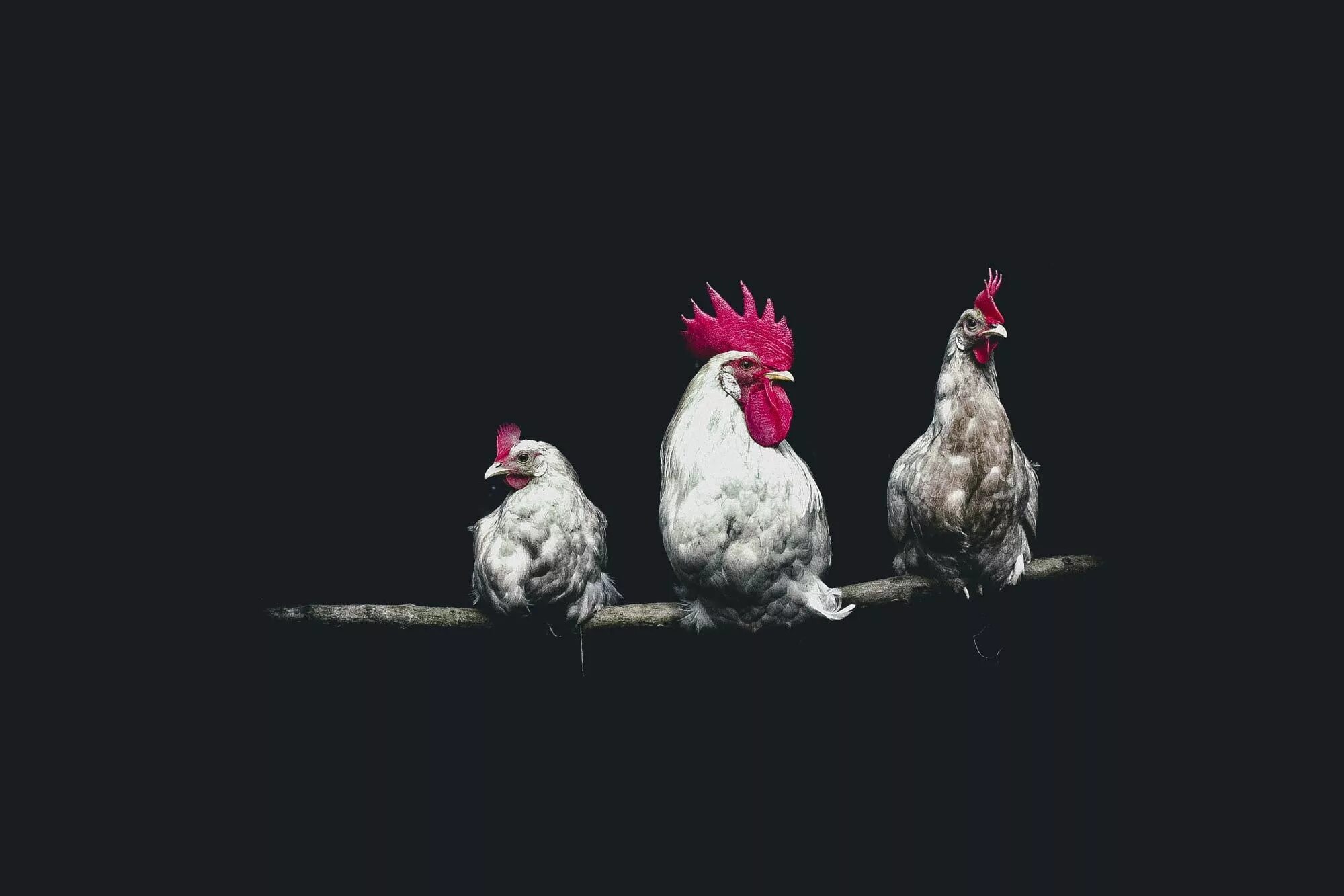 Куром обои. Курица на черном фоне. Петух на насесте. Курица на темном фоне. Обои с курами.