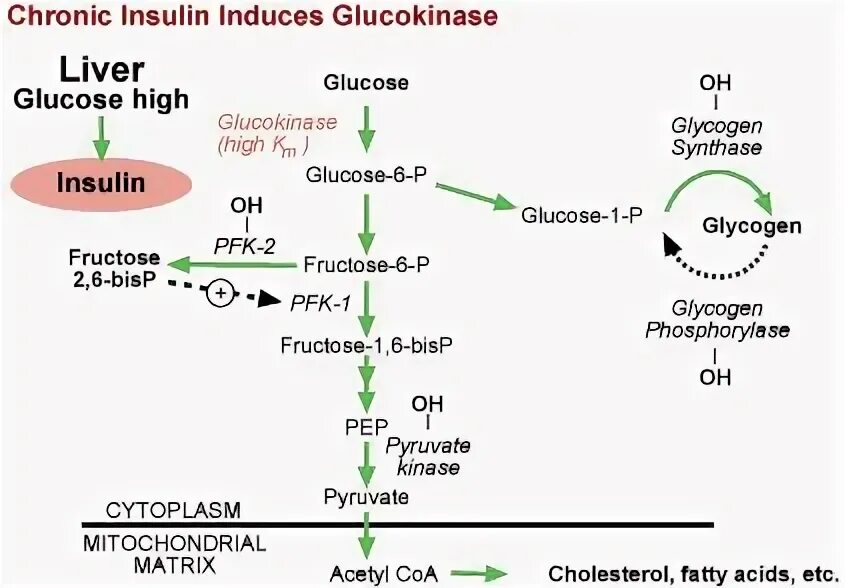 Glucose metabolism. Метаболизм биохимия. Insulin and carbohydrate metabolism.. Insulin Synthesis Biochemistry.