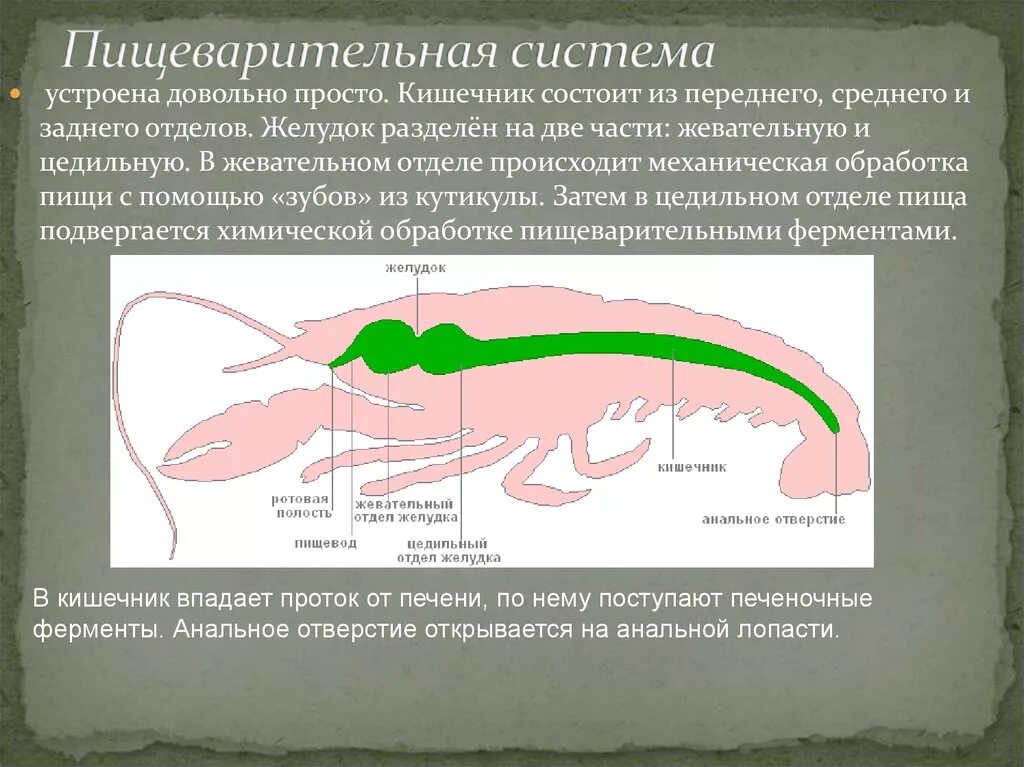 Пищ система членистоногих. Пищеварительная система состоит. Пищеварительная система ракообразных. Членистоногие пищеварительная система. Цедильный отдел желудка.