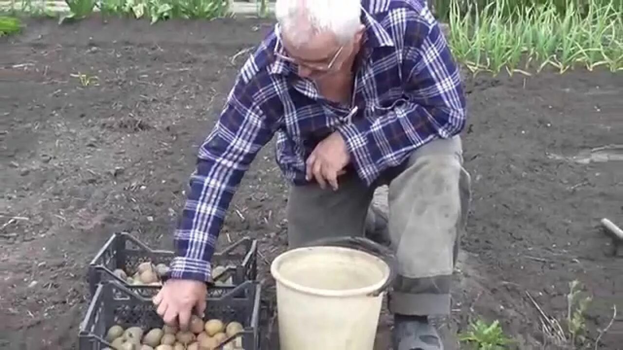 Способы посадки картофеля вручную на даче. Картошка на даче. посадка картофеля. дачный агроном посадка картофеля. способы посадки картофеля вручную.