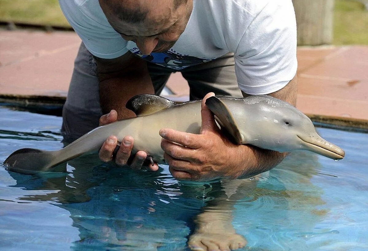 Есть ли дельфин людей. Ла-платский Дельфин. Детеныш дельфина. Дельфинята Новорожденные. Рождение дельфина.