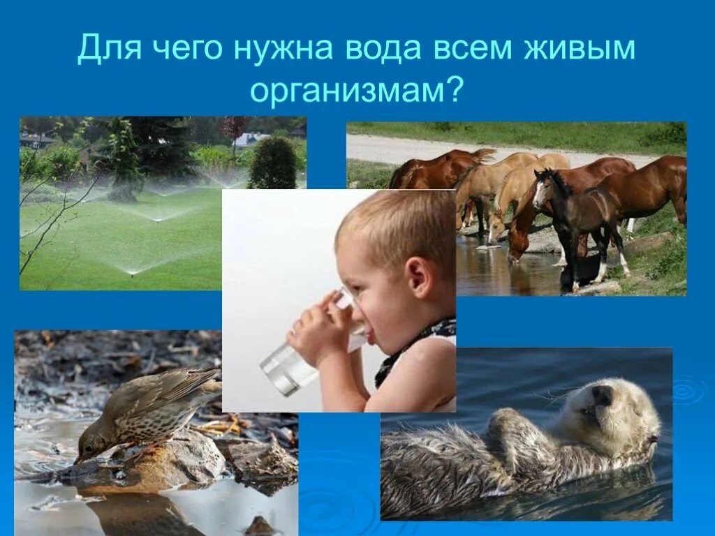 Вода необходима всему живому. Для чего нужна вода. Кому и зачем нужна вода. Картинки на тему для чего нужна вода.