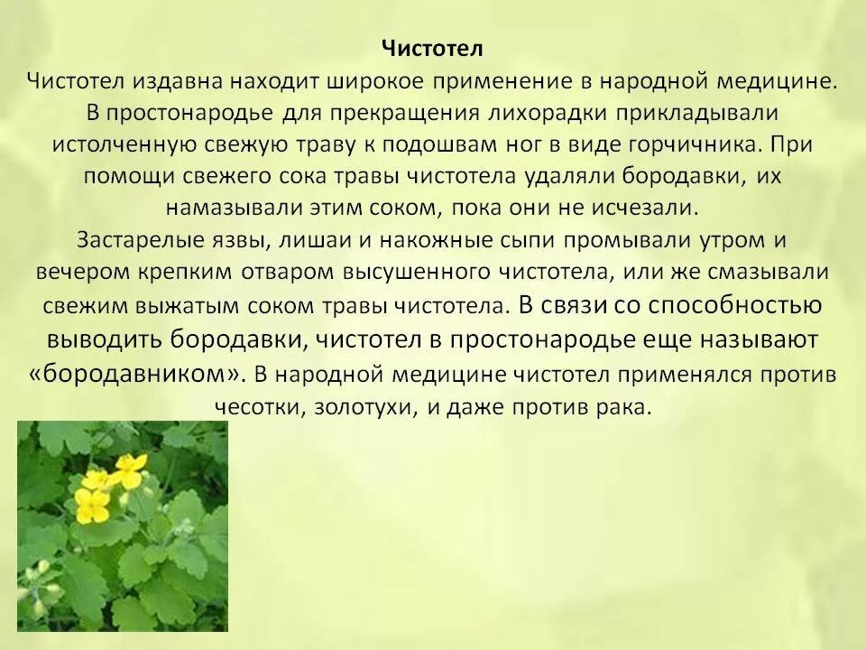 Как использовать траву чистотел. Чистотел лечебные свойства. чистотел в народной медицине. лечебные растения чистотел. лекарственные растения описание.