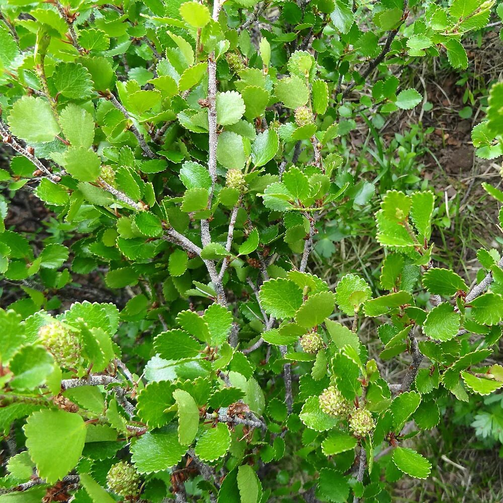 Береза Голден Дрим. Береза карликовая Betula Nana. Берёза карликовая Голден Дрим. Карликовая береза Exilis.