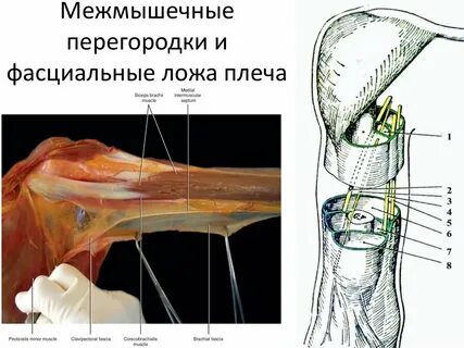 Переднее ложе плеча