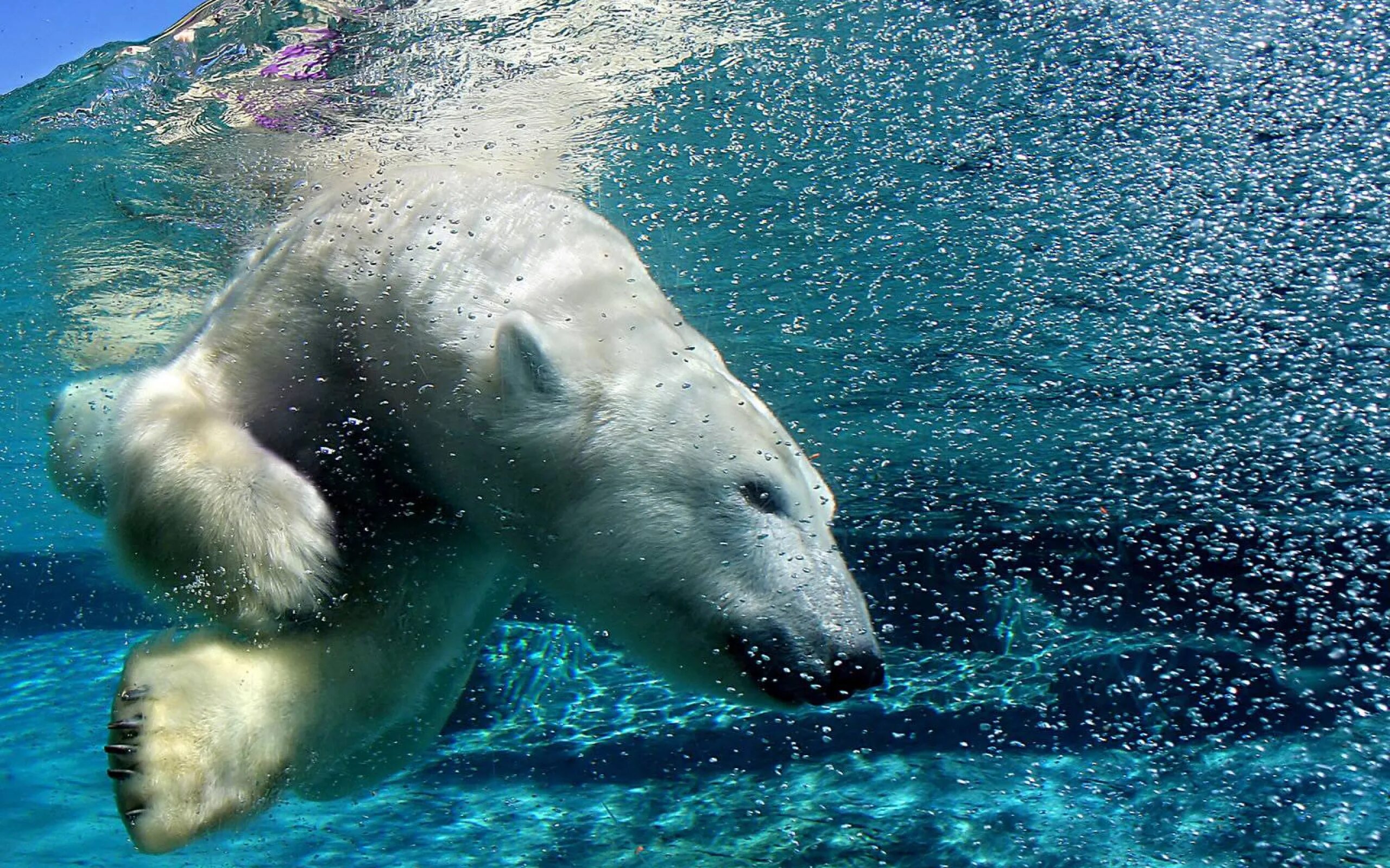 Звери под водой. Северный Ледовитый океан белый медведь. Белый медведь плавает. Морские животные. Животные в воде.