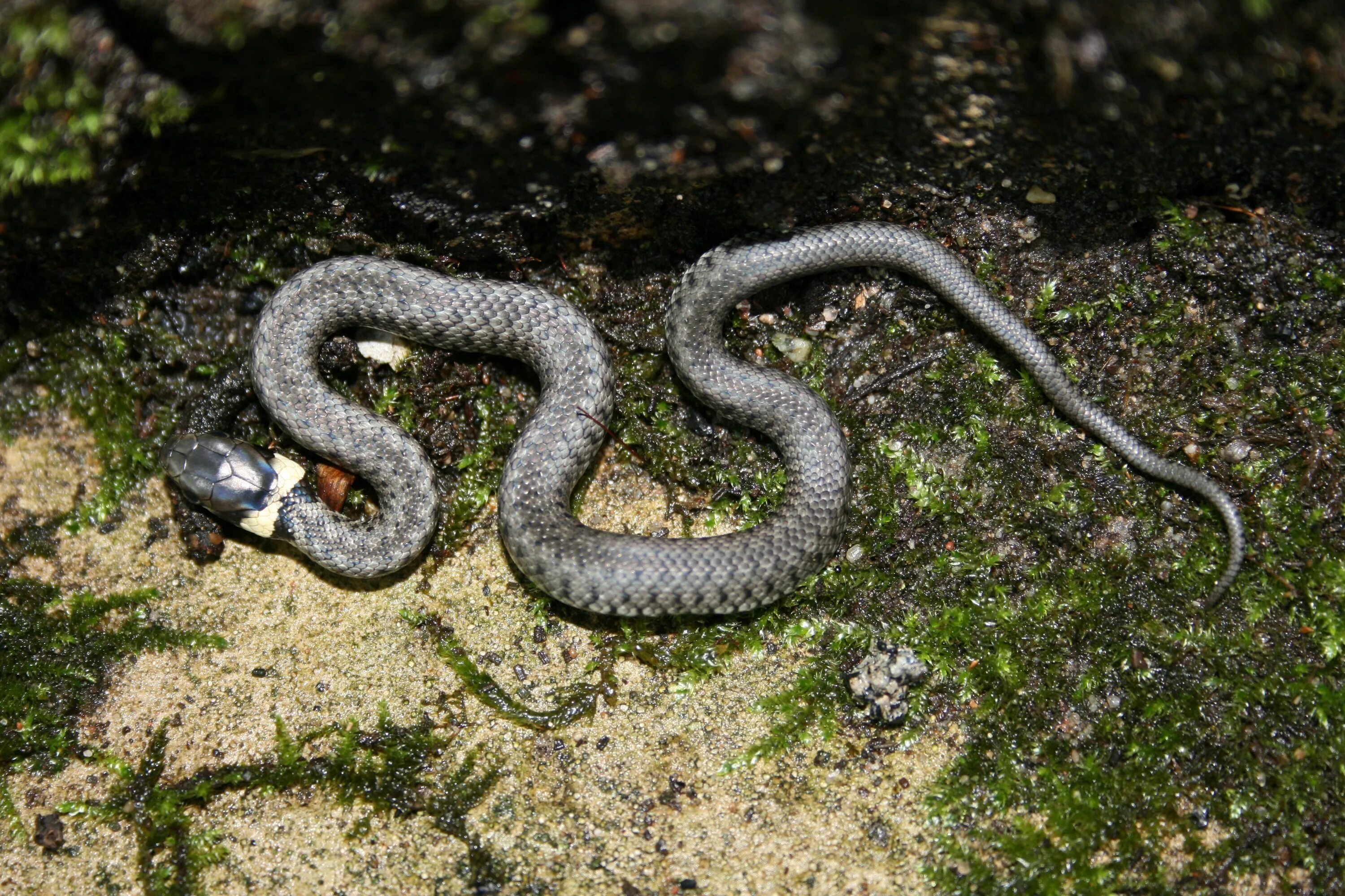 Grass snake. Змея уж обыкновенный. Обыкновенный уж маленький. Уж обыкновенный фото. Уж обыкновенный большой.