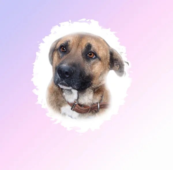 пес и кот форум